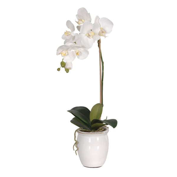 Orchid Phalaenopsis in Ceramic Pot