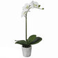 Single Orchid in Stone Pot